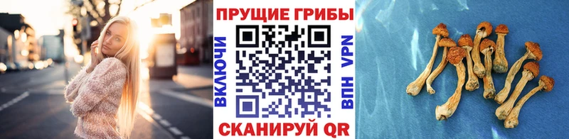 Псилоцибиновые грибы Psilocybe Топки