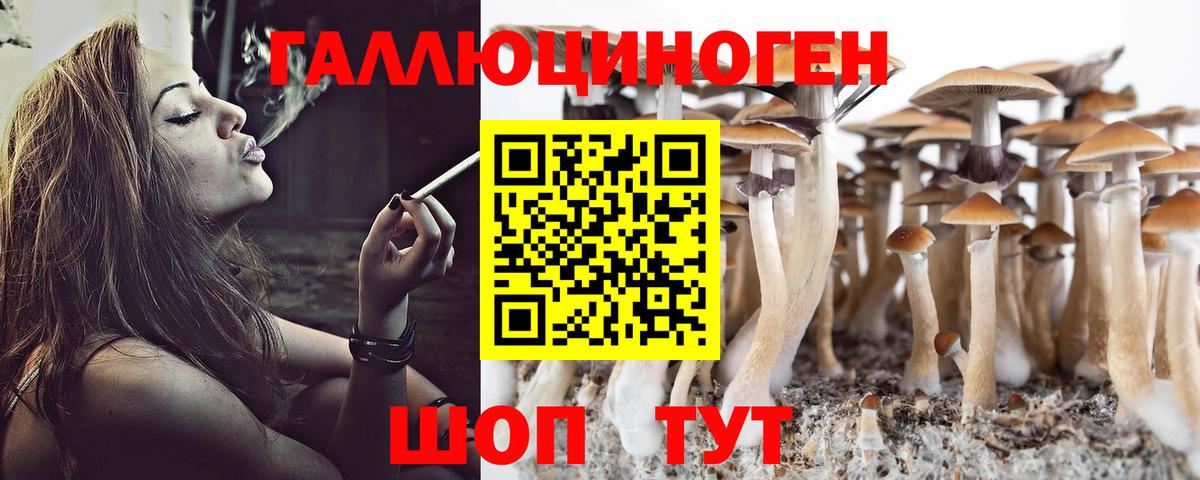 Псилоцибиновые грибы Psilocybe  Топки  Галлюциногенные грибы Psilocybe 